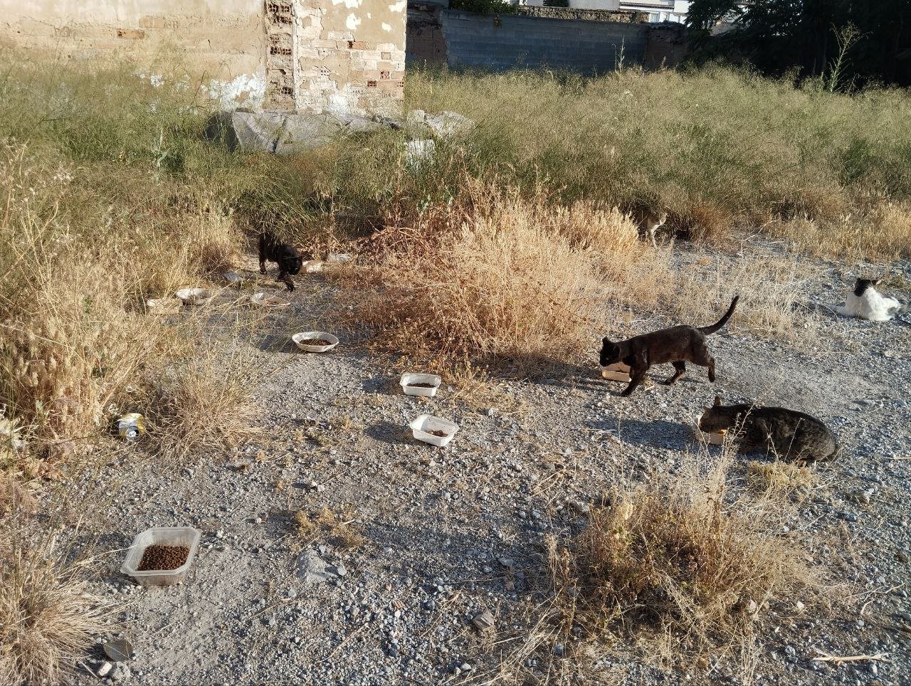 Una colonia felina de las muchas que hay en Albolote, año 2024.