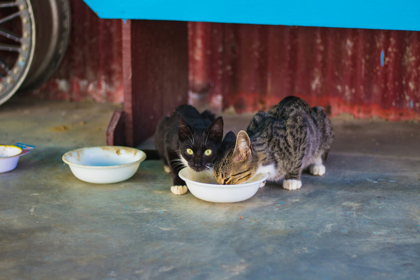 Gatos comiendo y disfrutando su comida. Foto de Bonnie Kittle en Unsplash.