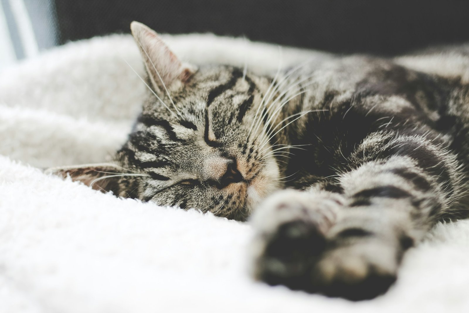 Un hermoso felino durmiendo. Foto de Erik-Jan Leusink en Unsplash.