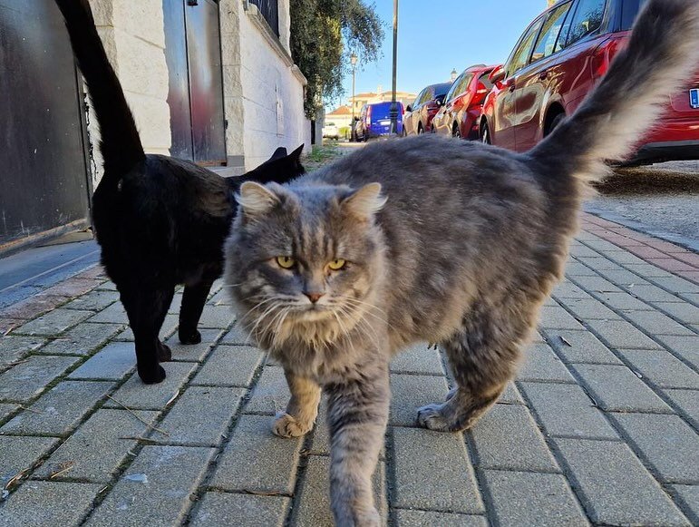 Gatos Callejeros en las calles de Albolote.