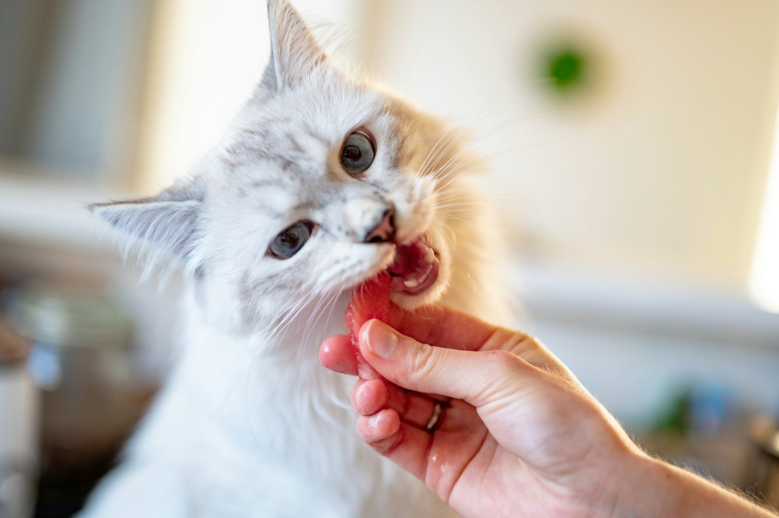 Gato comiendo un trozo de salmon. Foto de Piotr Musioł en Unsplash.