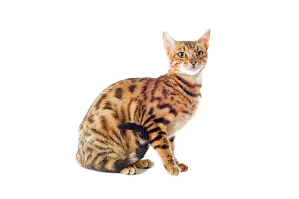 Un Gato Bengalí