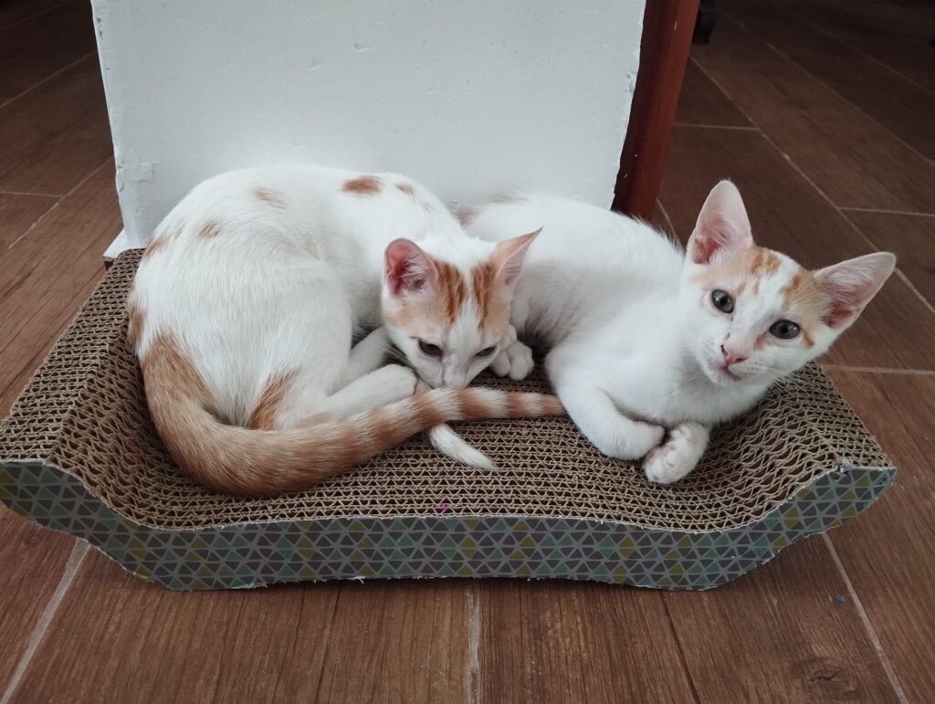 Fito junto a su hermanita Greta en su casa de acogidas