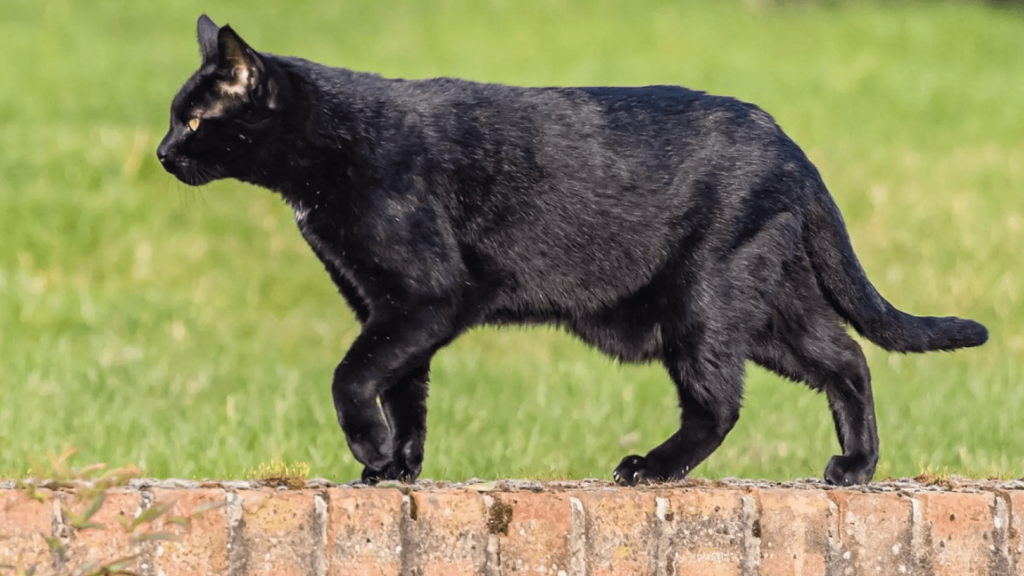 Bolsa Primordial en gatos