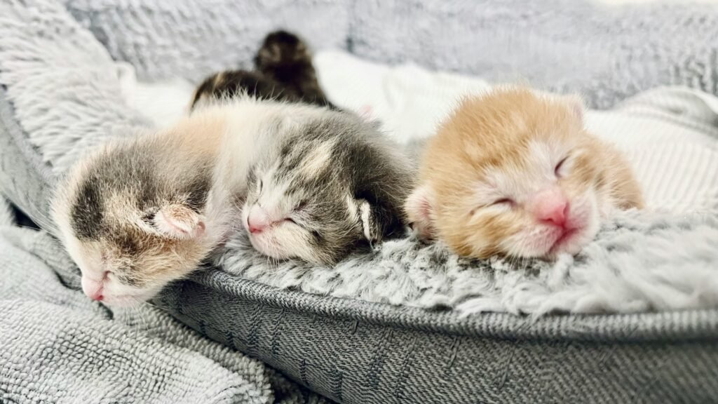 Hermosos gatitos durmiendo. Foto de claudia perez en Unsplash.