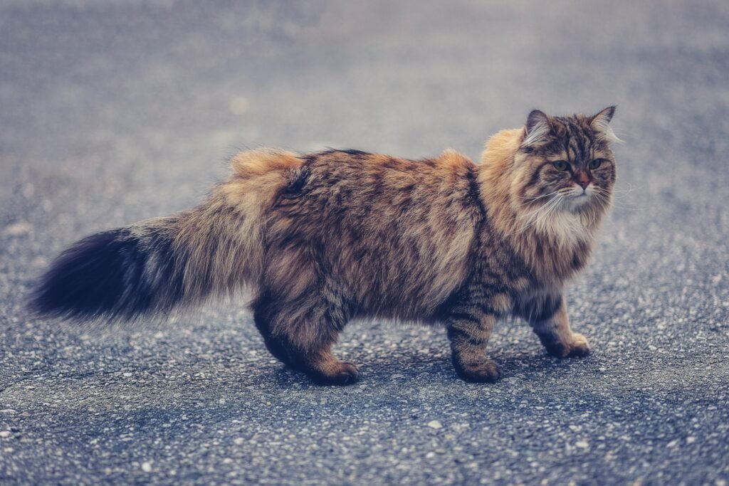 Gato caminando. Foto de eberhard grossgasteiger en Unsplash.