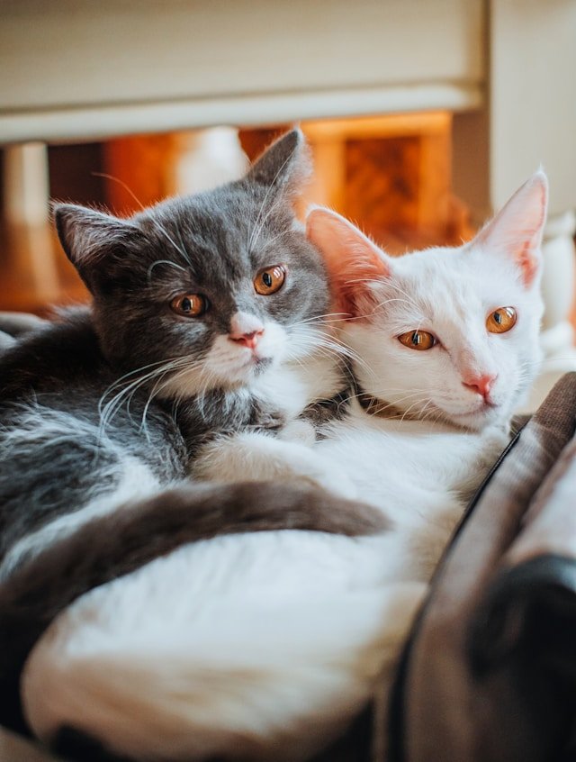 Gatos abrazados. Foto de Fuu J en Unsplash.