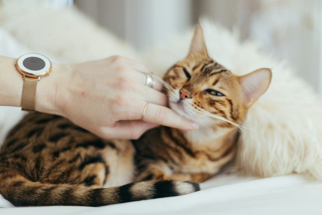 Gato siendo mimado. Foto de Paul Hanaoka en Unsplash.