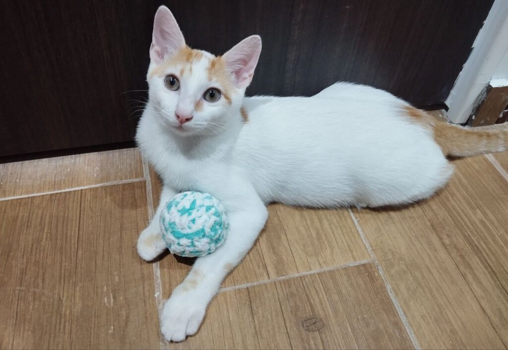 Fito jugando con su pelota