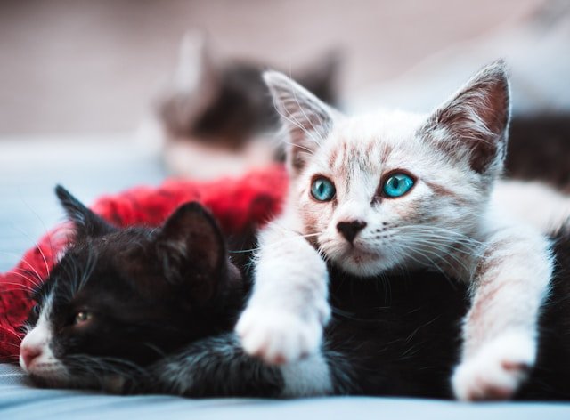 Lindos gatitos descansando. Foto de Raul Varzar en Unsplash.