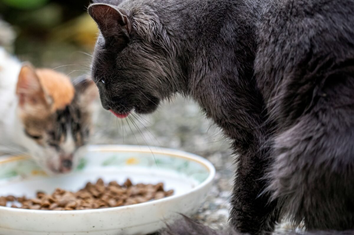 Gatos callejeros comiendo. Foto de Hulki Okan Tabak en Unsplash.