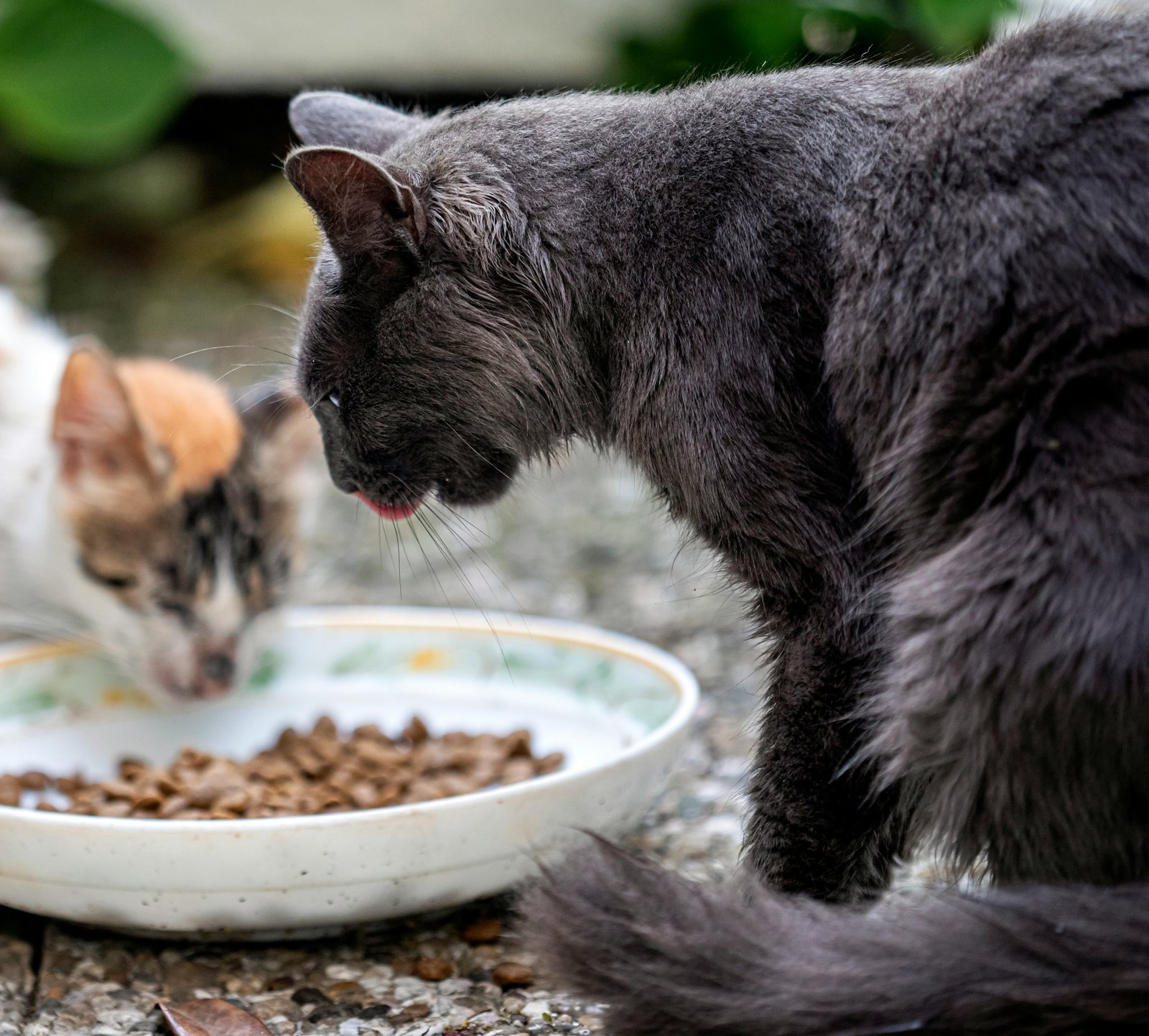 Gatos callejeros comiendo. Foto de Hulki Okan Tabak en Unsplash.